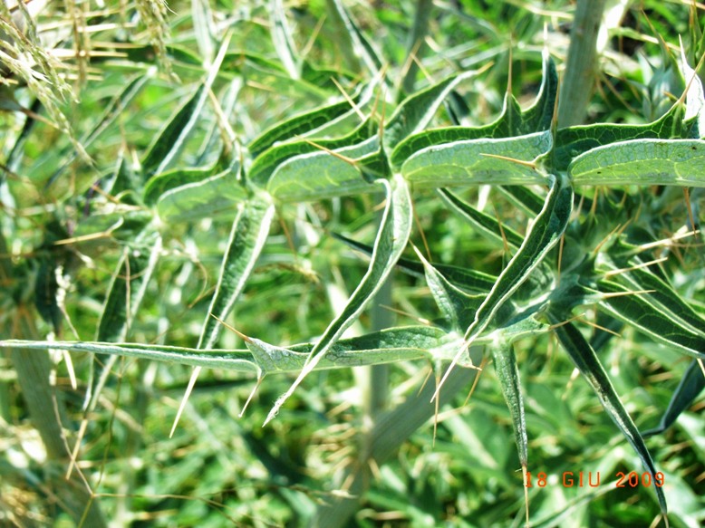 Cynara cardunculus s.l.